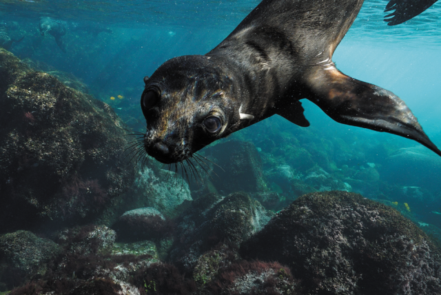 Big Pacific, Seal