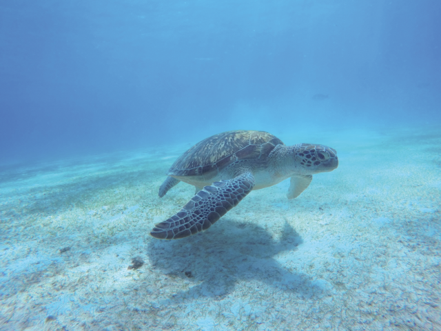 Big Pacific, sea turtle