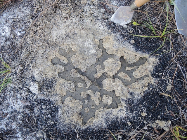 Pogonomyrmex badius nest