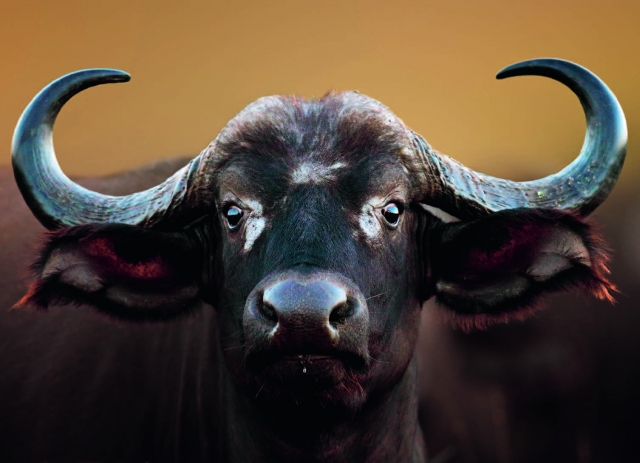 buffalo face