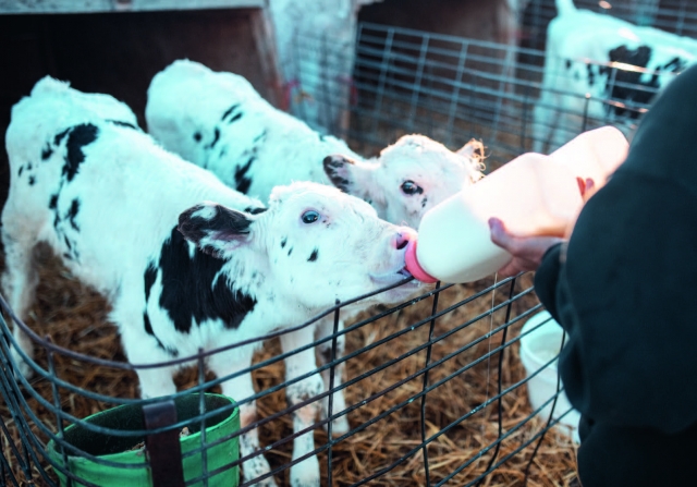 calves being bottle fed