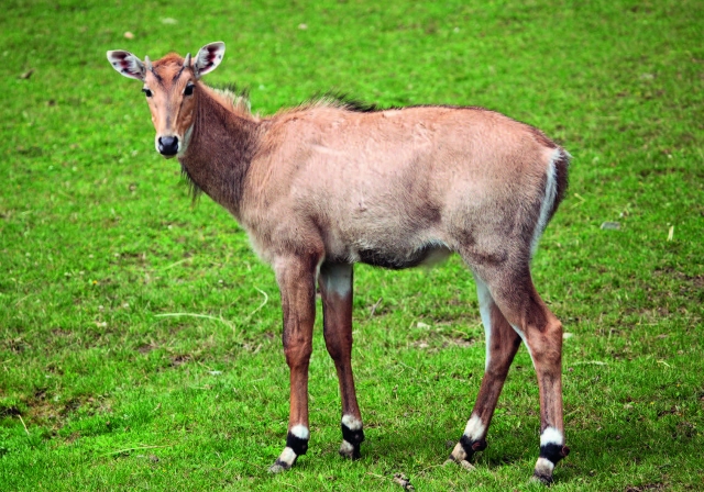 endangered nilgai