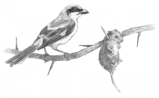 Butcherbird