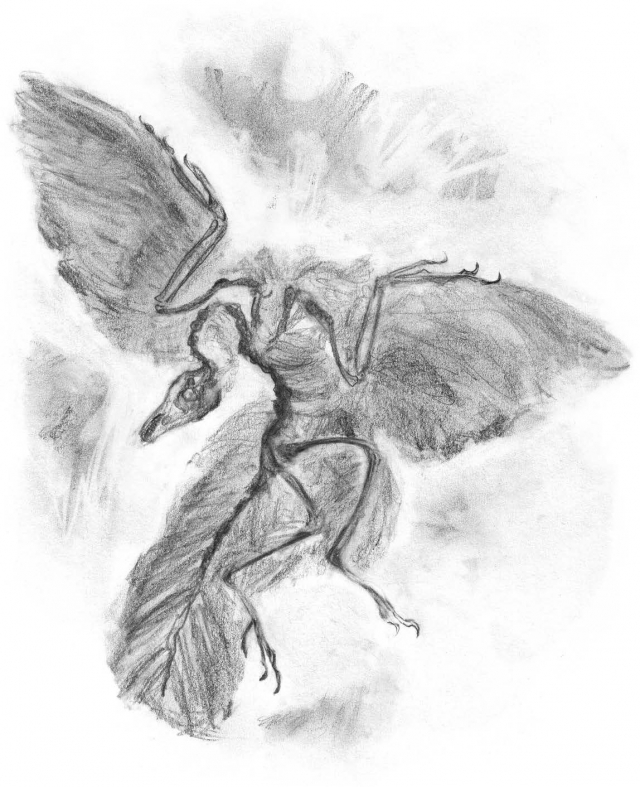 Fossil of Archaeopteryx