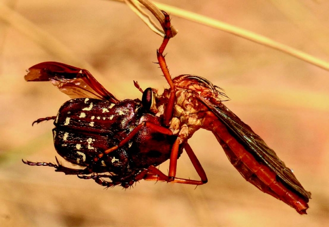 Robber fly, Diogmites (Asilidae) preying on a flower chafer, Euphoria (Scarabaeidae