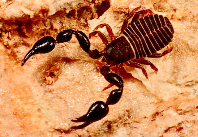 A pseudoscorpion