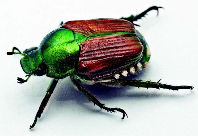 Japanese beetle