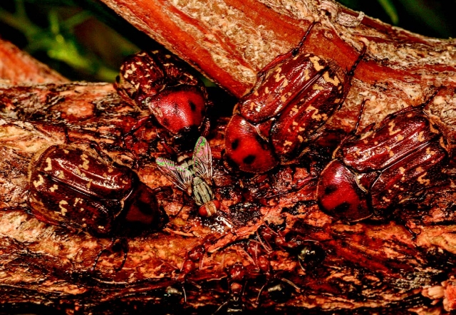 Euphoria leucographa feeding.