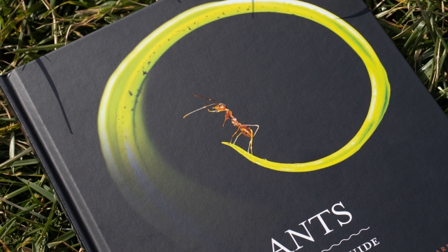 Ants - front cover closeup