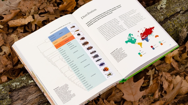 The Lives of Beetles - Beetles Distribution 2 page spread