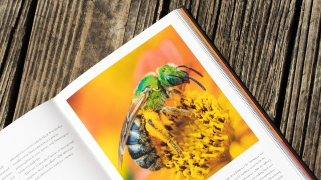 Bees of the World - bee collecting pollen on flower