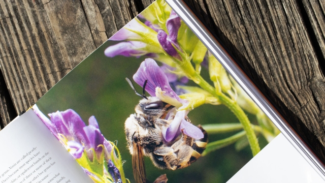 Bees of the World - bee on purple flower