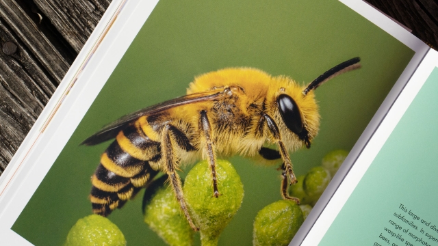 Bees of the World - Bee closeup