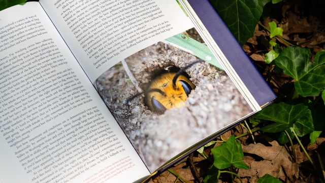 Alien Worlds left bottom of page with bee peeking out hole in dirt.