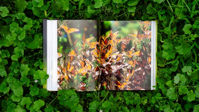 The Complete Insect open book showing facing pages