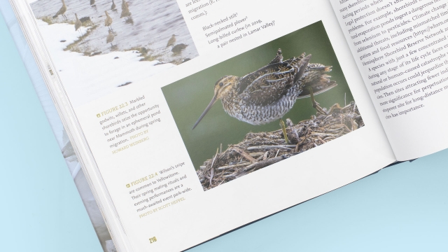 Yellowstone's Birds - Wilson's Snipe image close up