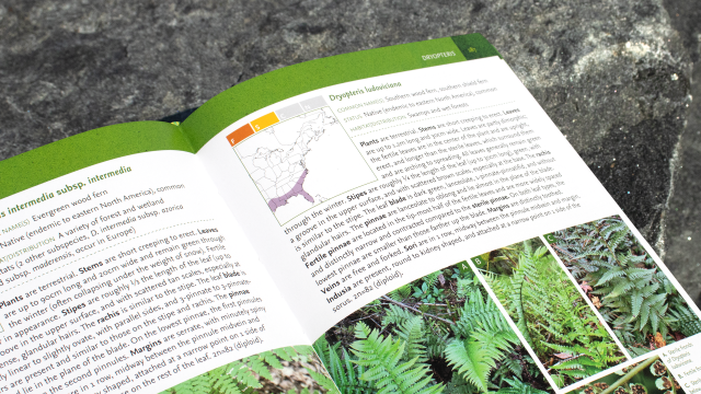 Ferns, Spikemosses, Clubmosses, and Quillworts - Dryopteris entry closeup.