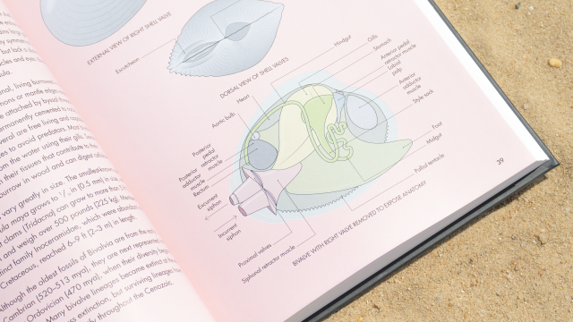 Shells of the World - bivalve diagram closeup.