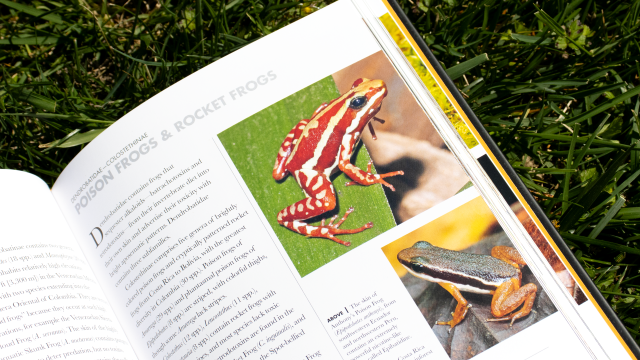 Frogs of the World - Poison Frogs and Rocket Frogs closeup.