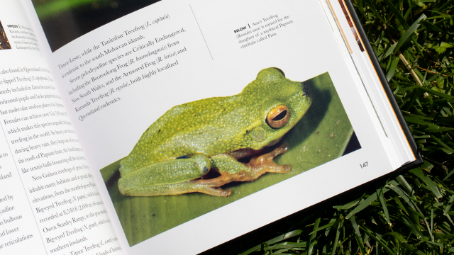 Frogs of the World - Ana's Treefrog closeup.