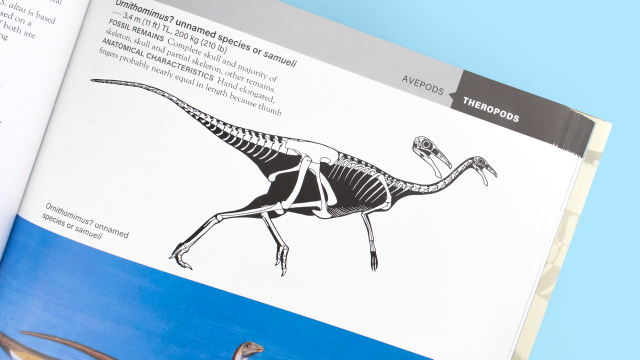 The Princeton Field Guide to Dinosaurs - Orinthomimus? unnamed species or samueli diagram.