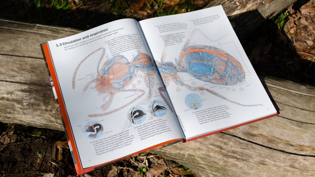 The Ant Collective - Circulation and Respiration diagram.