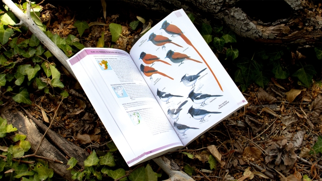 Birds of Greater Southern Africa - Plate 218: Paradise-Flycatchers and Crested-Flycatchers pagespread.