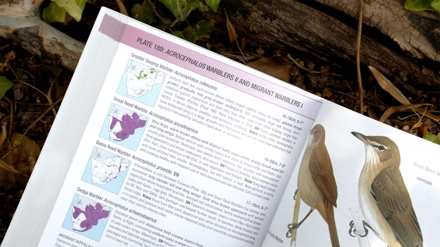 Birds of Greater Southern Africa - Plate 189: Acrocephalus Warblers II and Migrant Warblers I pagespread.