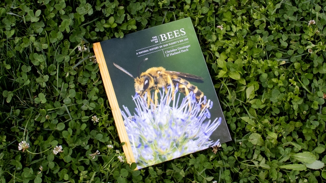 The Lives of Bees front cover.