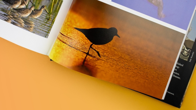 The Shorebirds of North America - bird silhouette in water.