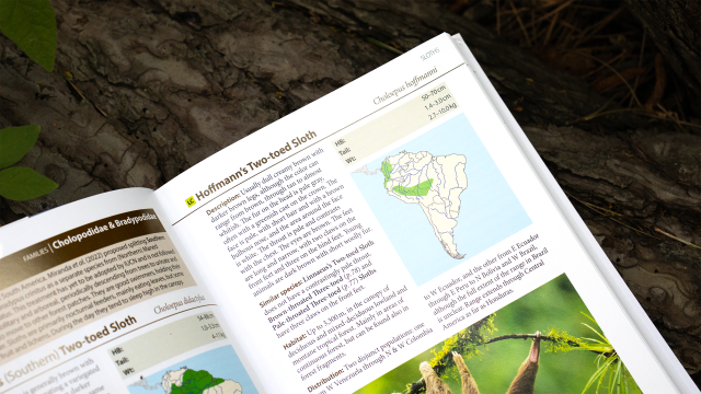 A Field Guide to the Larger Mammals of South America - Hoffmann's Two-toed Sloth entry.