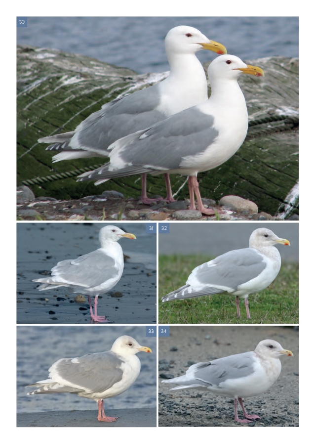 The Gull Guide - Glaucous-Winged Gull image page, page 371.