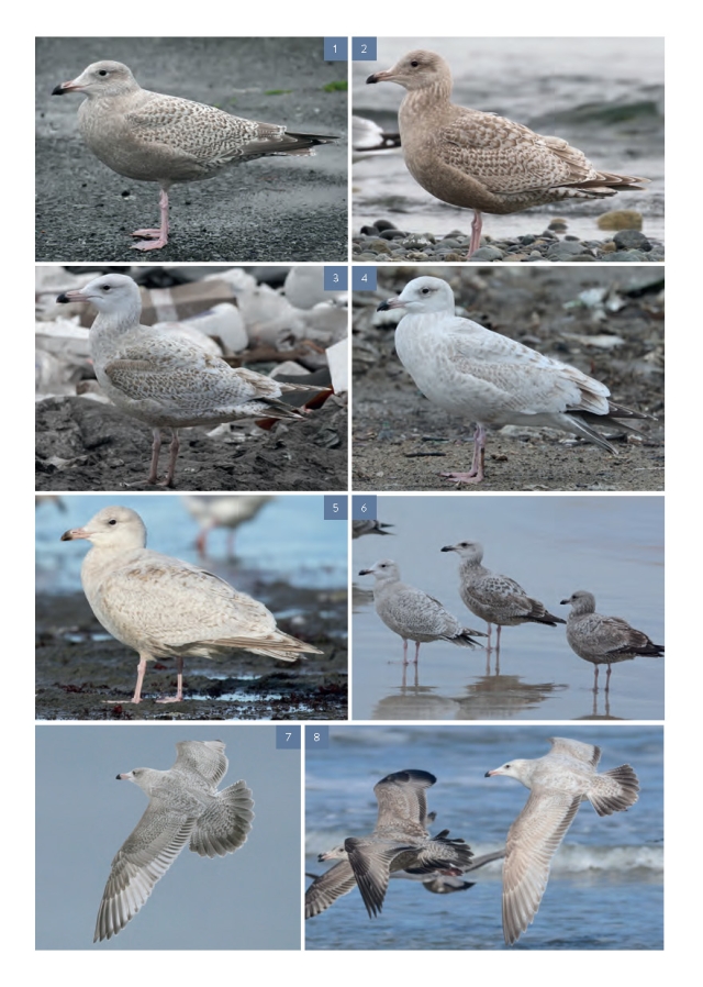 The Gull Guide - Glaucous and American Herring Gull image page, page 455.