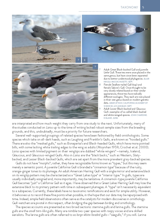 The Gull Guide - Taxonomy, page 5.