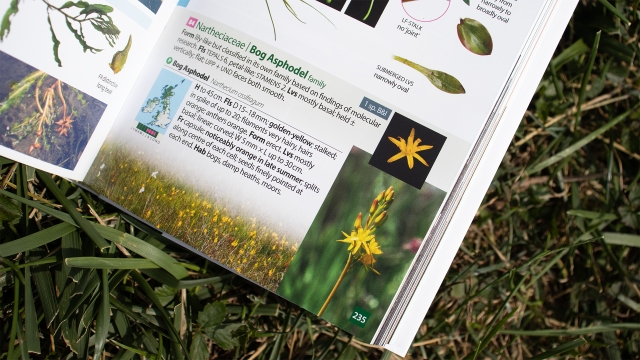 British & Irish Wild Flowers and Plants Sample Entry page bottom - Bog Asphodel.