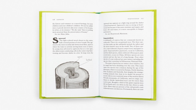 Treepedia - Sapwood and Sequoioideae entries.