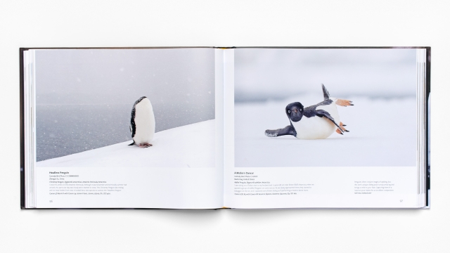 Bird Photographer of the Year - penguins 2 pagespread.