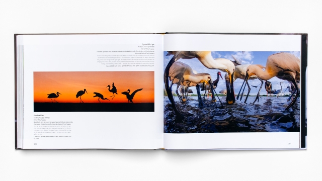 Bird Photographer of the Year - groups of storks 2 pagespread.