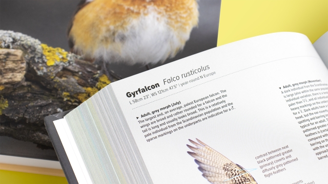 id-handbook-of-european-birds-top-of-page-entry-for-gyrfalcon.