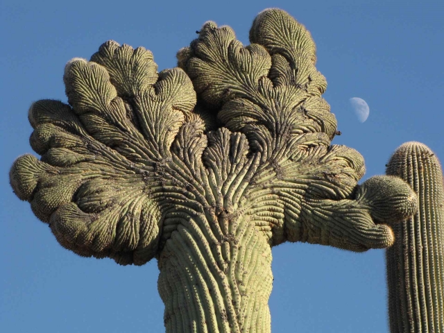 Crested Cactus