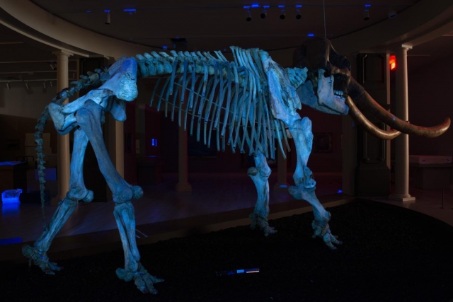 Ultraviolet (UV) photo of Peale’s mastodon