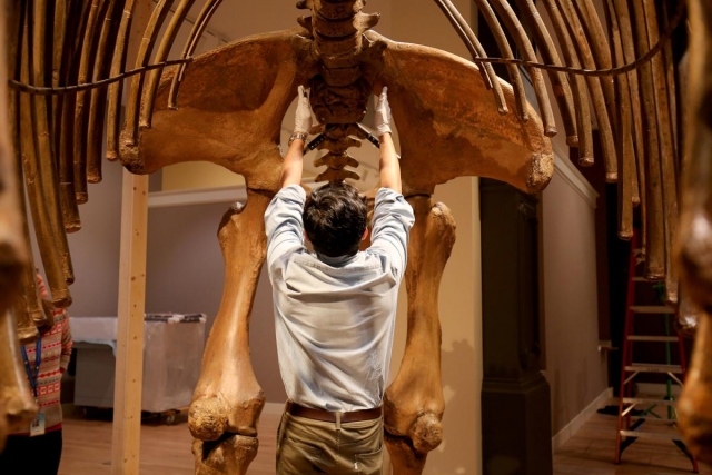 Mastodon sacrum