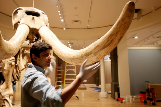 Mastodon tusks