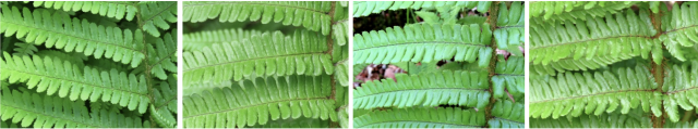 Ferns