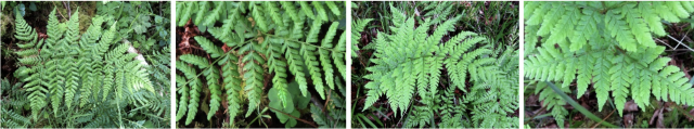 Ferns