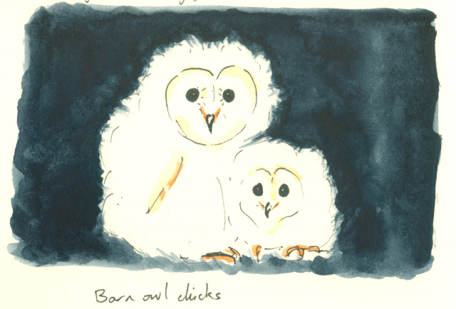 Barn Owl Chicks