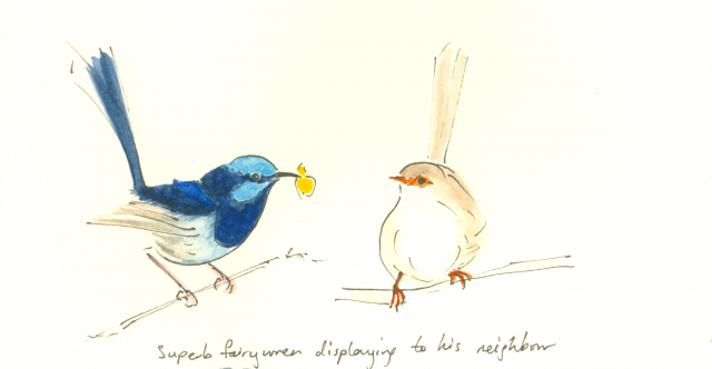 Fairy wrens