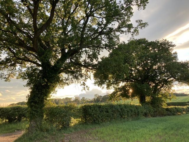 landscape with trees