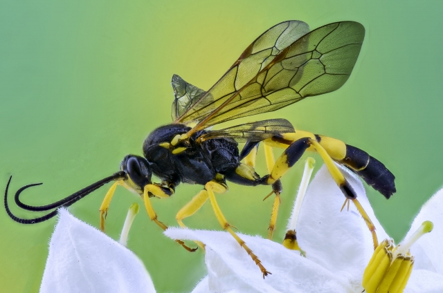 Wasp on flower