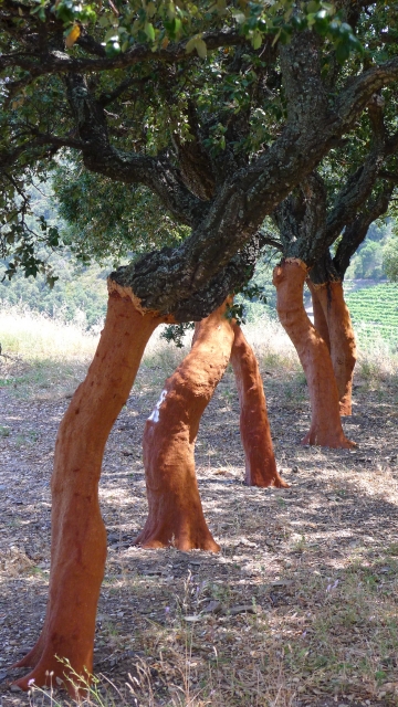 Cork Oaks from Northern Spain